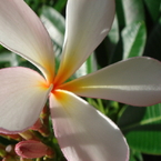 HAWAI11