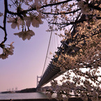 瀬戸大橋　桜の頃・・・
