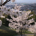 cherry1