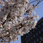 cherry3
