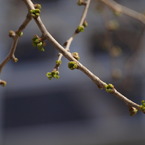 春の芽吹き
