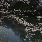 菜の桜