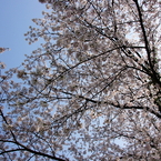 sakura #7