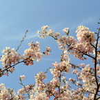 青空と桜