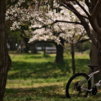 桜、公園、日曜日　#5