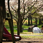 桜、公園、日曜日　#6