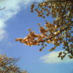 2010年4月10日青山霊園の桜_2