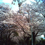 2010年4月10日青山霊園の桜_3