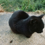 くろいねこ