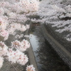 桜と川