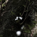 flower_03