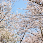 sakura #9