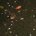 花びら風呂