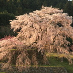 見事！「桜の巨木」