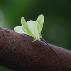 サビと植物