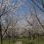 青空、桜、足下の緑