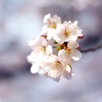 淡々しい