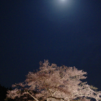 夜桜Ⅰ