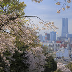 横浜春の情景