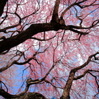 まだまだ桜！