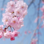 八重桜