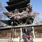八坂の塔①