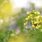 菜の花ときぬさや