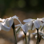 花ニラ