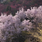 朝の桜