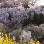 山の桜