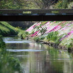 芝桜