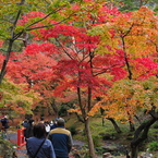 紅葉の海へ