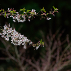 葉桜