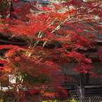 常楽寺の燃える紅葉