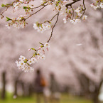 20110409-IMG_0048