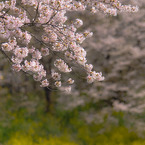 20110410-IMG_0036