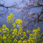 20110410-IMG_0102
