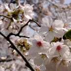 DSCF7756