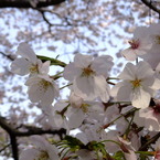 DSCF7775