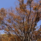 空に広がる紅葉　１