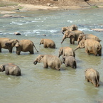 スリランカの象たち。