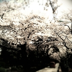 20110410青山霊園_2