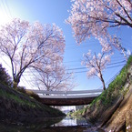 桜
