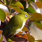 冬の里山で15(メジロ2)