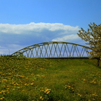 春の橋(タンポポ)