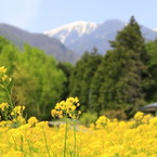 中央アルプスの菜の花