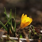 地の花　１