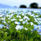 青い花４