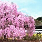 春に舞う