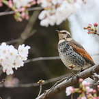 つぐみ